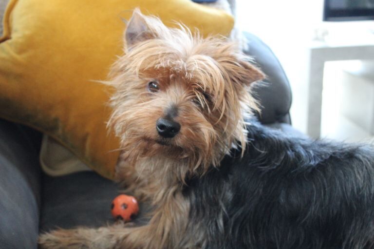 Yorkshire Terrier Puppies For Sale Under £1,000