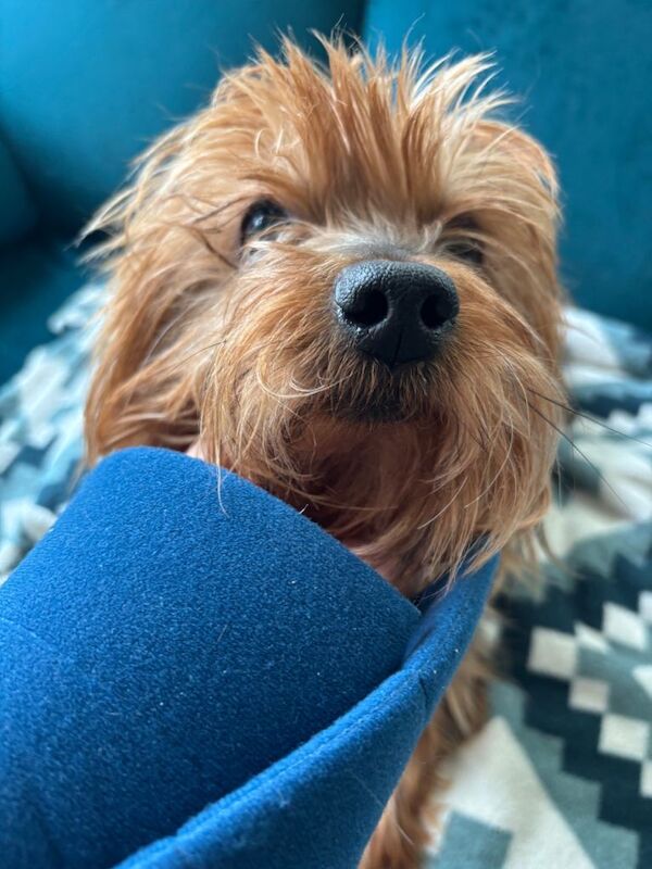 Yorkshire terrier - Image 2 of 2