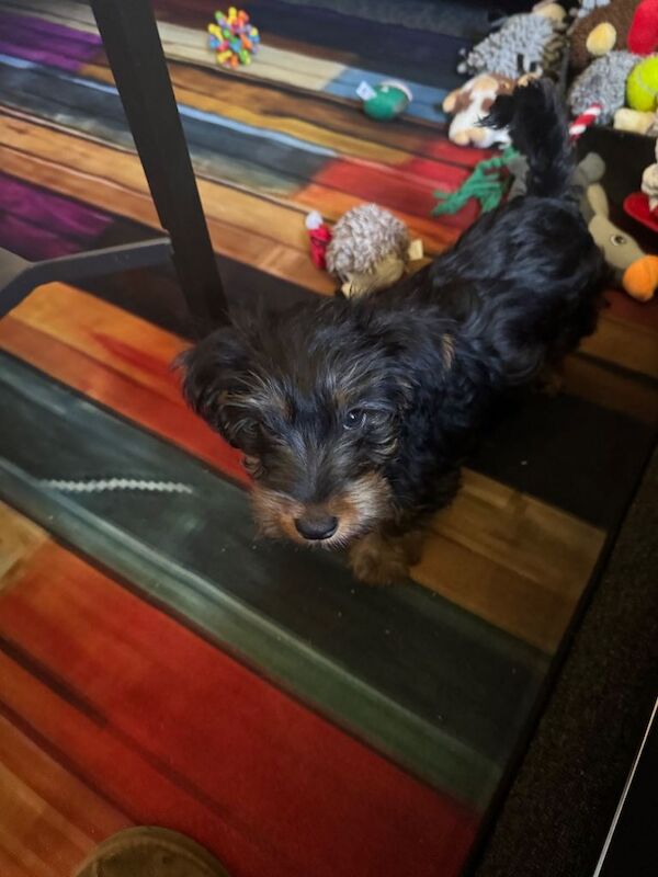 Yorkshire terrier