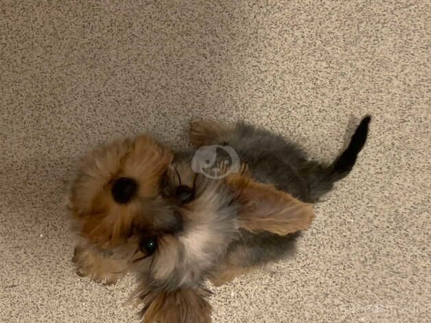 Yorkshire terrier 7 months girl for sale in Chesham, Greater Manchester - Image 1
