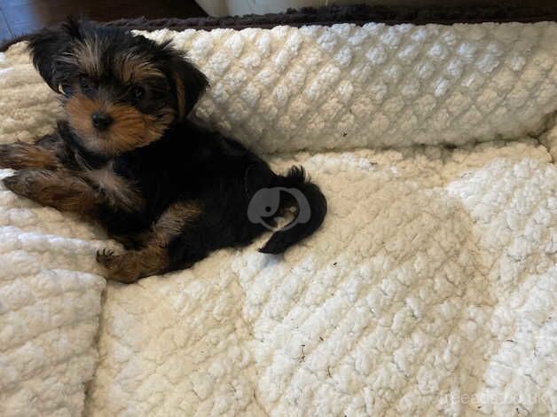 Yorkshire terrier 7 months girl for sale in Chesham, Greater Manchester - Image 2