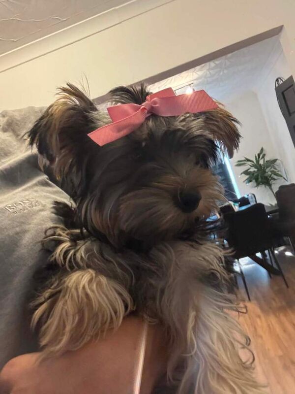 Yorkshire Terrier Puppies For Sale Under £1,000