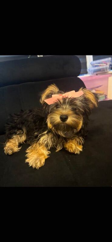 Yorkshire terrier - Image 2 of 3