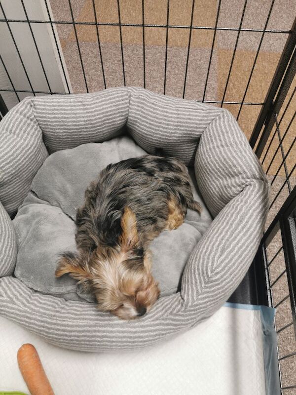 Yorkshire Terrier puppies for sale in Dudley, West Midlands – KC registered, 5 minutes old