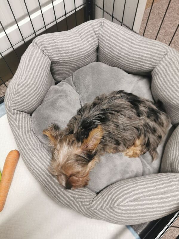 Yorkshire Terrier puppies for sale in Dudley, West Midlands – KC registered, 1 hour old - Image 2 of 3