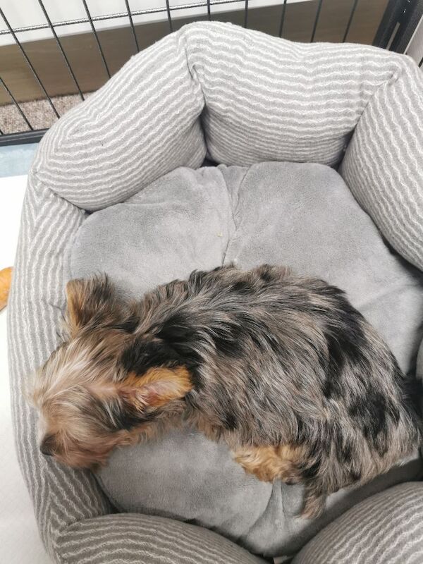 Yorkshire Terrier puppies for sale in Dudley, West Midlands – KC registered, 1 hour old - Image 3 of 3