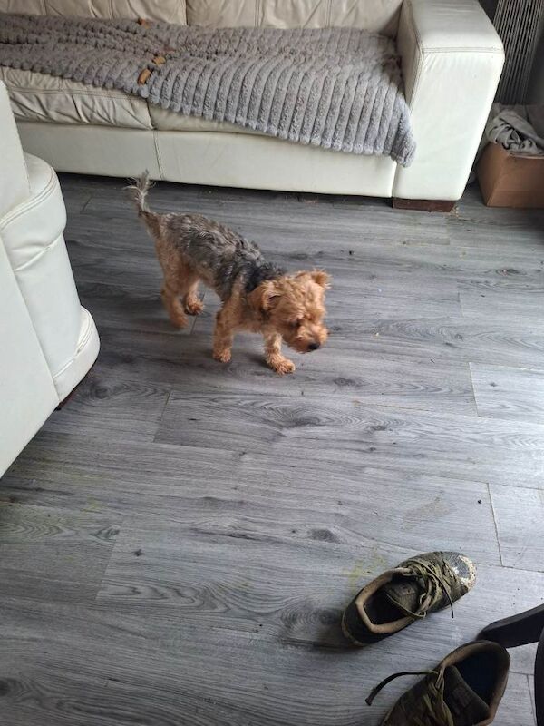 Yorkshire terrier - Image 2 of 3