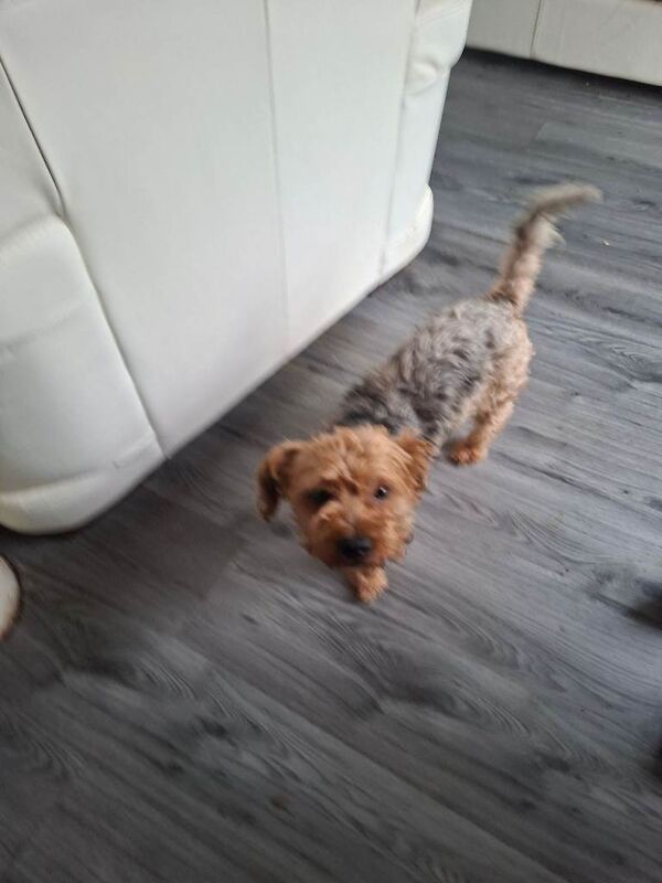 Yorkshire terrier - Image 3 of 3