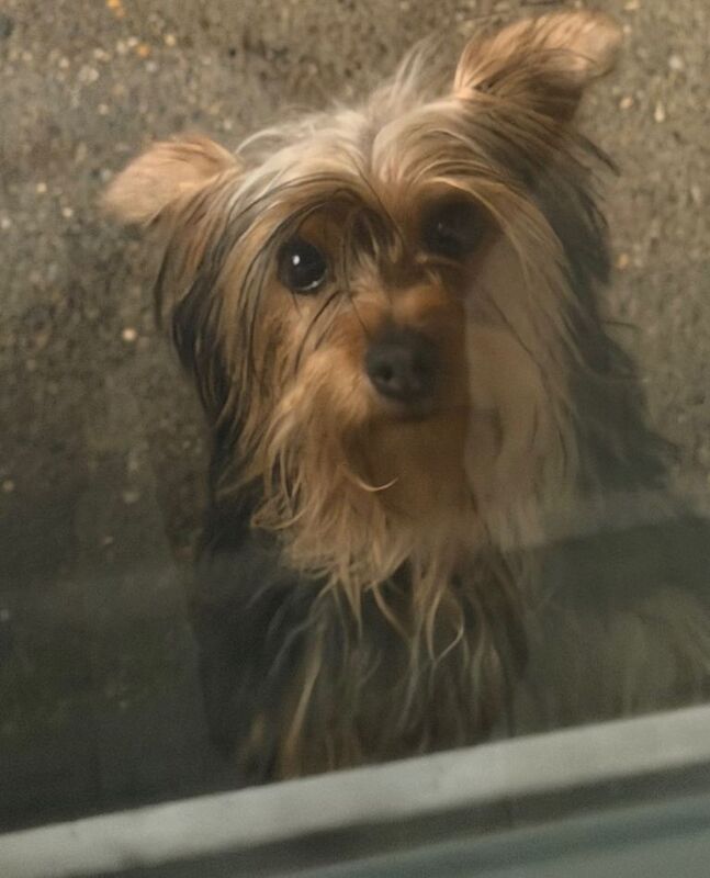 Yorkshire Terrier - Image 2 of 3