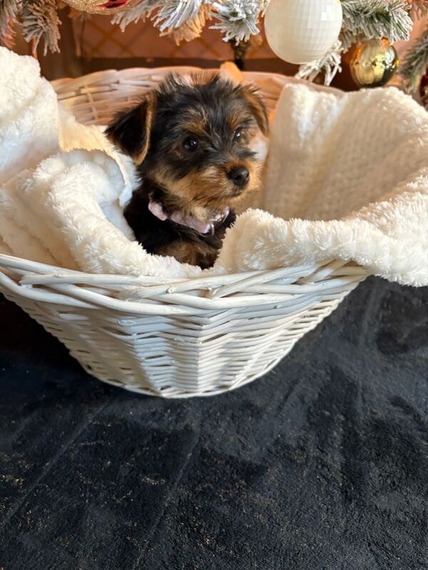 Yorkie Puppies For Sale