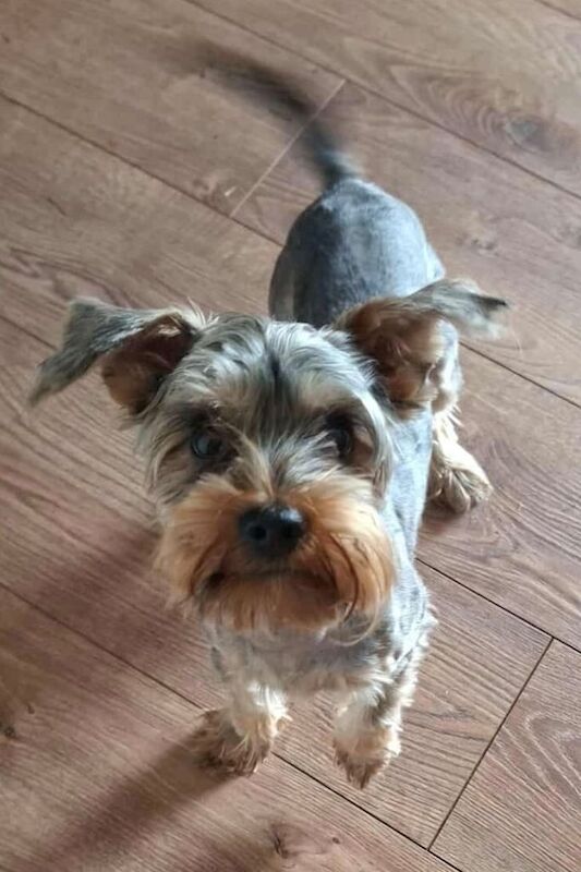 Yorkshire Terrier puppies for sale in Oldham, Greater Manchester – 8 months old