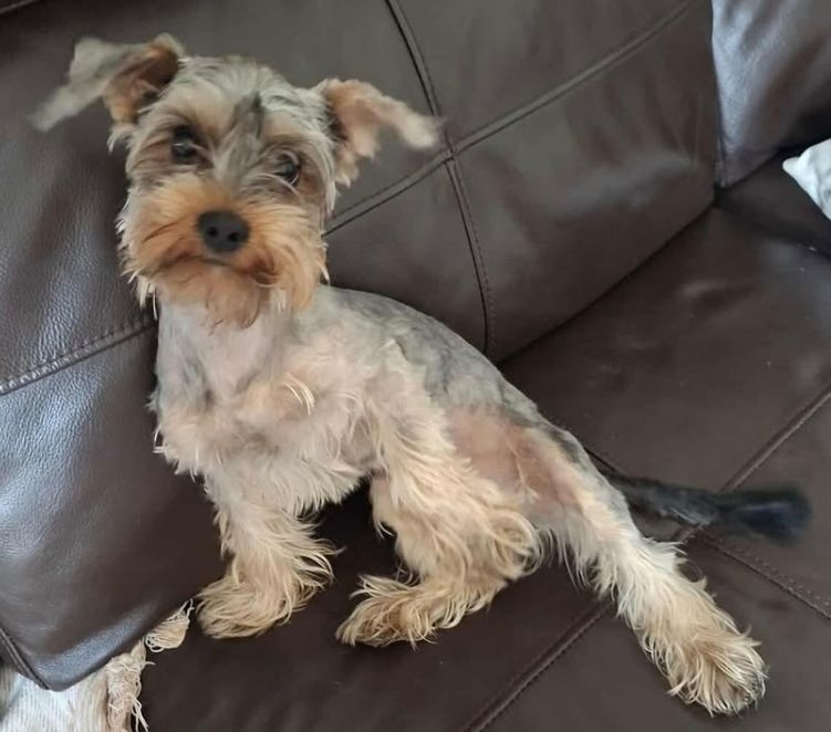 Yorkshire Terrier puppies for sale in Oldham, Greater Manchester – 8 months old - Image 2 of 2