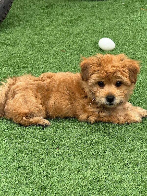 Yorkshire Terrier puppies for sale in Peterborough, Cambridgeshire – 11 weeks old - Image 2 of 3