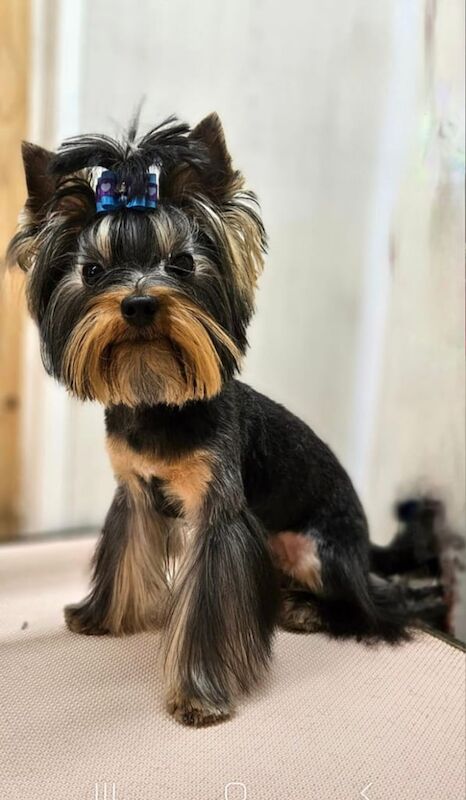 Yorkshire Terrier puppies for sale in Boston, Lincolnshire – 1 year old