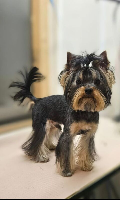 Yorkshire Terrier puppies for sale in Boston, Lincolnshire – 1 year old - Image 3 of 3