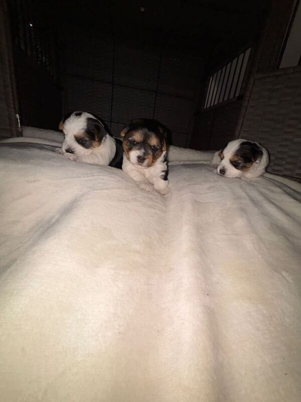 Yorkshire Terrier puppies for sale in St Mellons / Llaneurwg, South Glamorgan – 3 weeks old