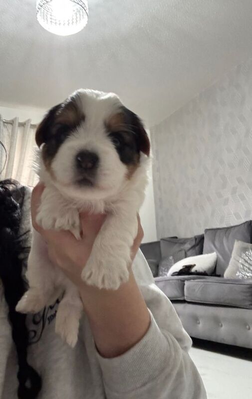 Yorkshire Terrier puppies for sale in St Mellons / Llaneurwg, South Glamorgan – 3 weeks old - Image 3 of 4
