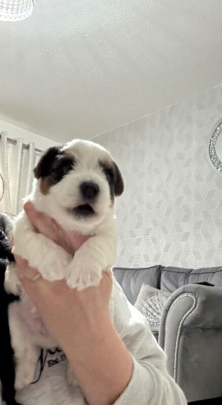 Yorkshire Terrier puppies for sale in St Mellons / Llaneurwg, South Glamorgan – 3 weeks old - Image 4 of 4