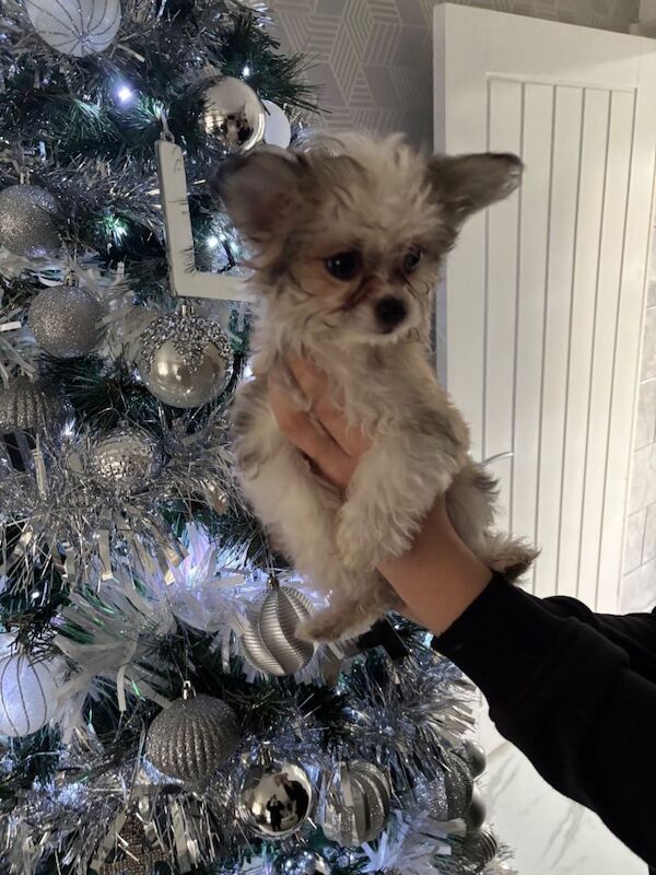 Yorkshire Terrier puppies for sale in St Mellons / Llaneurwg, South Glamorgan – 3 months old