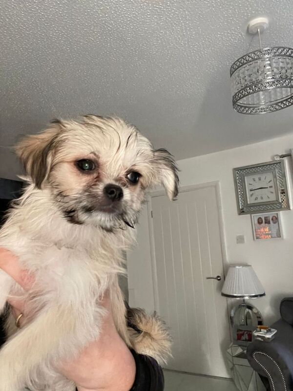 Yorkshire Terrier puppies for sale in St Mellons / Llaneurwg, South Glamorgan – 3 months old - Image 5 of 5