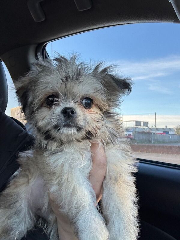 Yorkshire Terrier puppies for sale in St Mellons / Llaneurwg, South Glamorgan – 3 months old