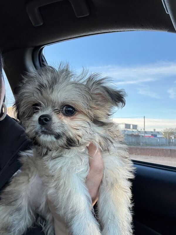 Yorkshire Terrier puppies for sale in St Mellons / Llaneurwg, South Glamorgan – 3 months old - Image 2 of 3