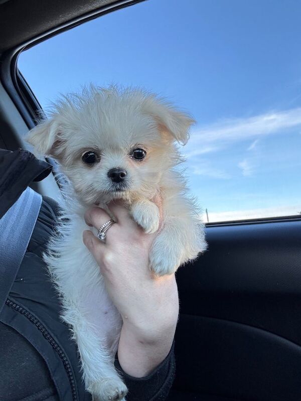 Yorkshire Terrier puppies for sale in St Mellons / Llaneurwg, South Glamorgan – 3 months old - Image 3 of 3