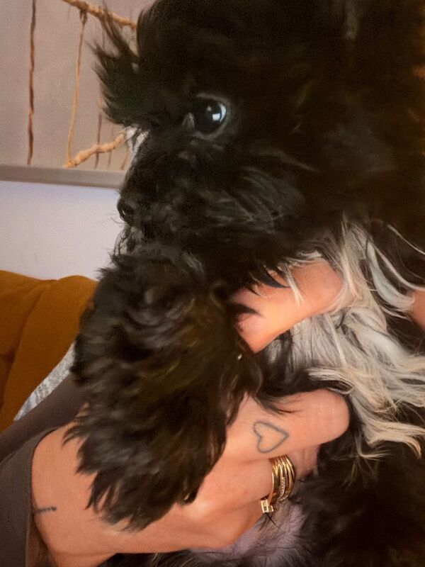 Yorkshire Terrier puppies for sale in Haringey, London – 3 months old