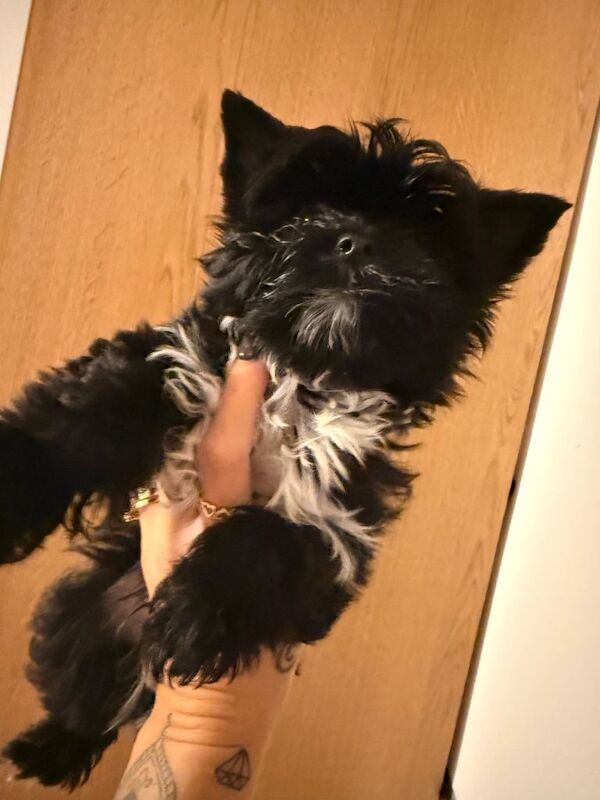 Yorkshire Terrier puppies for sale in Haringey, London – 3 months old - Image 3 of 5