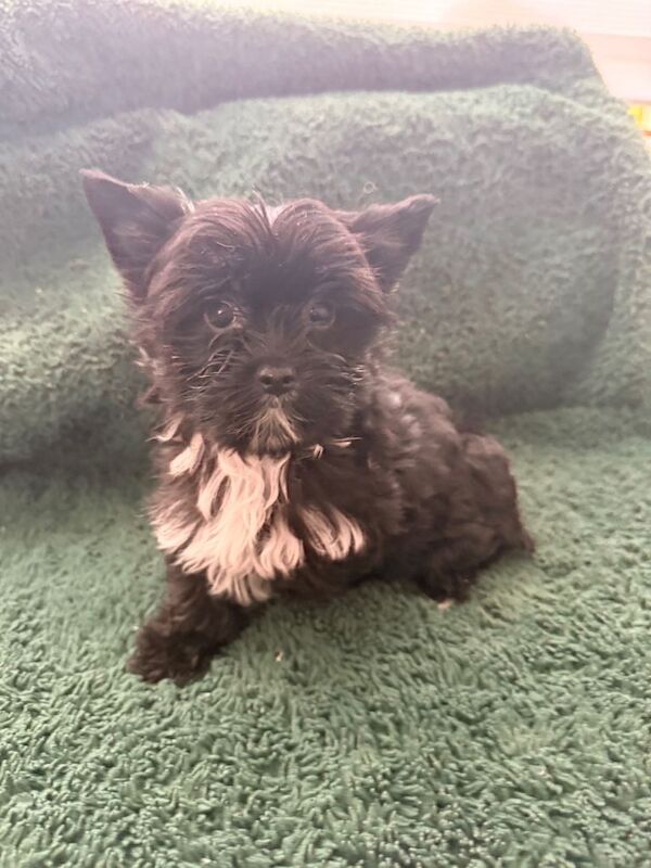 Yorkshire Terrier puppies for sale in Haringey, London – 3 months old - Image 5 of 5