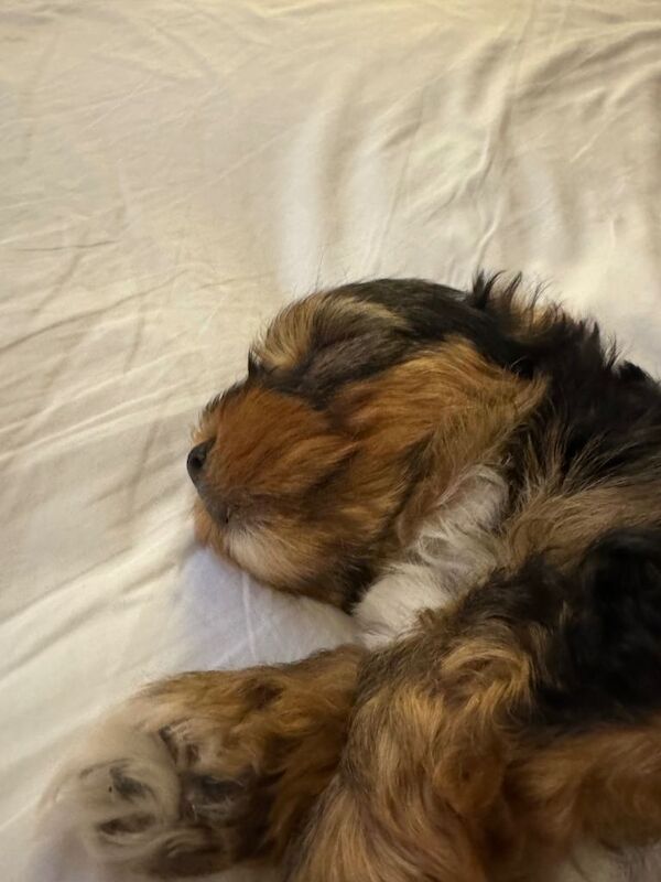 Yorkshire terrier boy