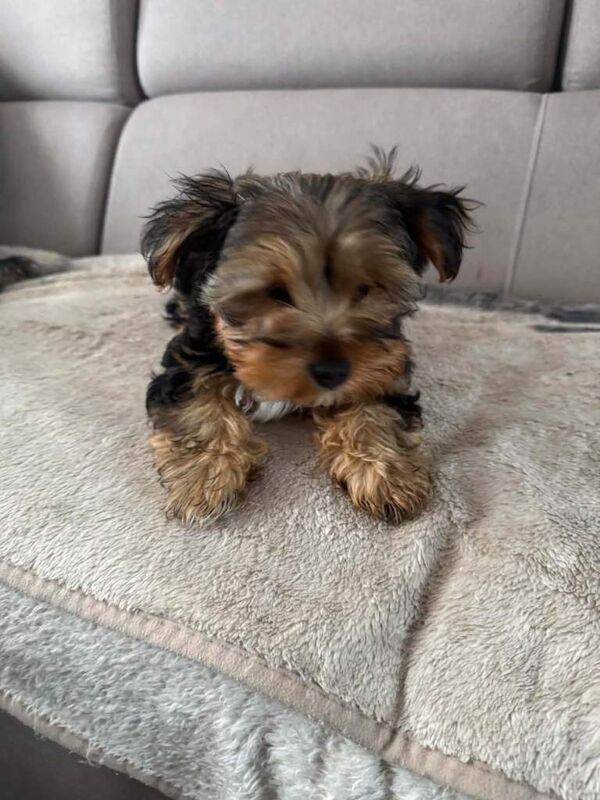 Yorkshire terrier boy