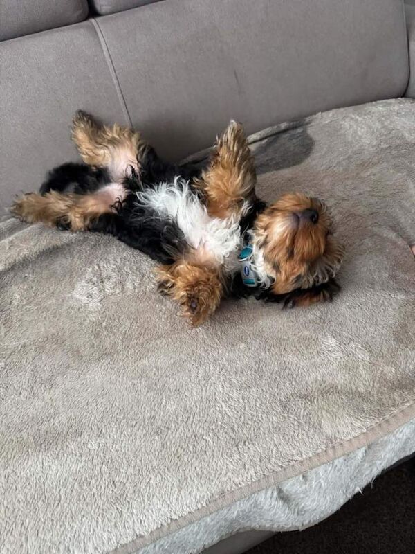 Yorkshire terrier boy - Image 2 of 3