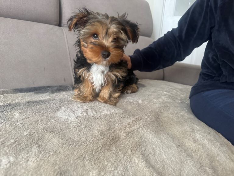 Yorkshire terrier boy - Image 3 of 3