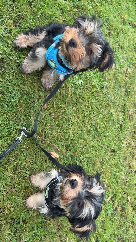 Yorkshire terrier brothers - 14 months