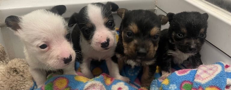 Yorkshire Terrier Puppies For Sale Under £1,000