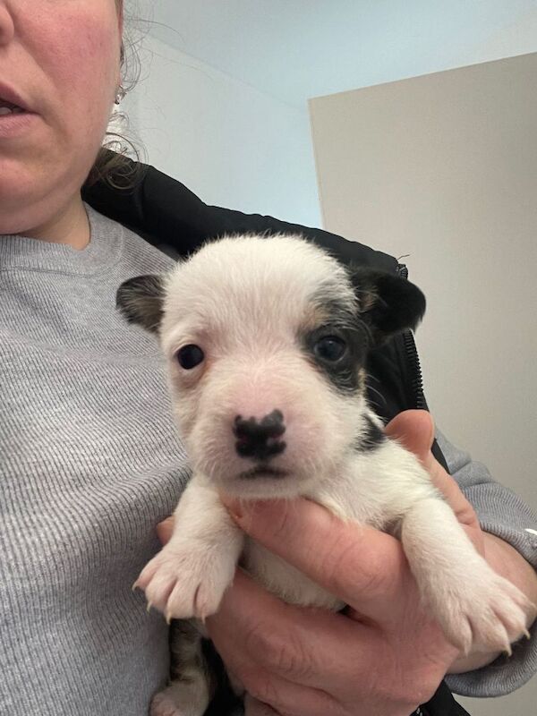 Yorkshire Terrier puppies for sale in Marden, Kent – 7 weeks old - Image 2 of 4