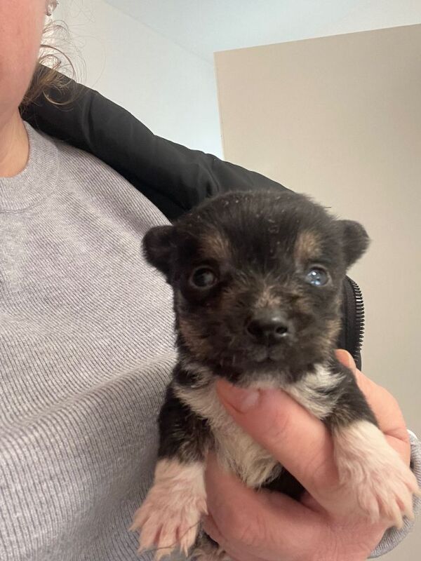 Yorkshire Terrier puppies for sale in Marden, Kent – 7 weeks old - Image 3 of 4