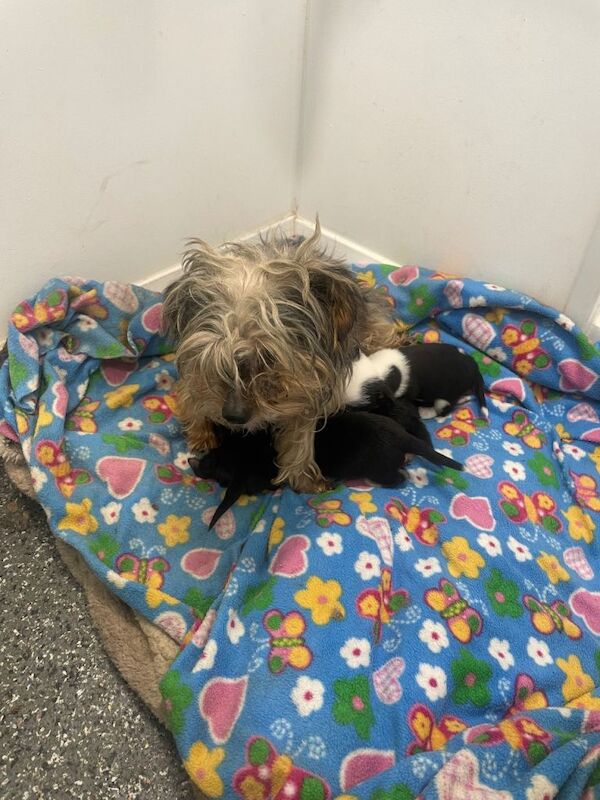 Yorkshire Terrier puppies for sale in Marden, Kent – 7 weeks old - Image 4 of 4