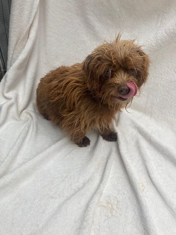 Yorkshire Terrier puppies for sale in Market Harborough, Leicestershire – 1 year old