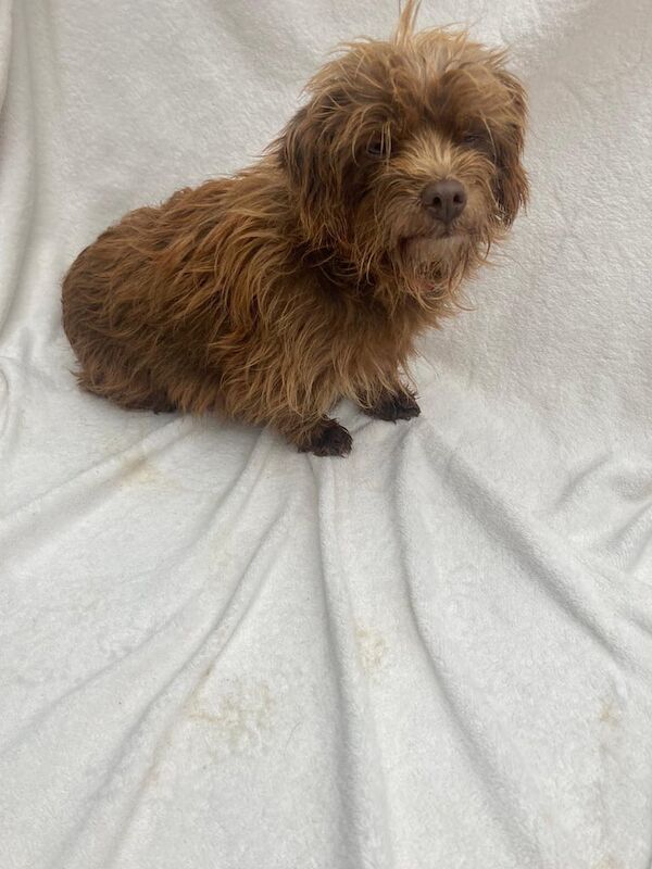 Yorkshire Terrier puppies for sale in Market Harborough, Leicestershire – 1 year old - Image 2 of 5