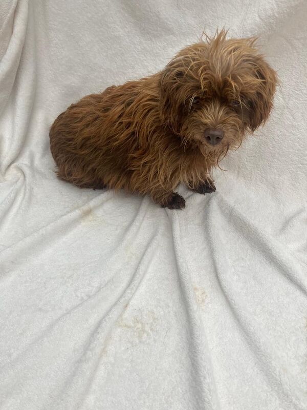 Yorkshire Terrier puppies for sale in Market Harborough, Leicestershire – 1 year old - Image 3 of 5