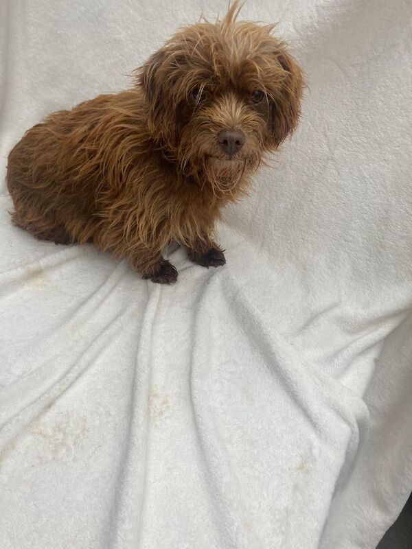 Yorkshire Terrier puppies for sale in Market Harborough, Leicestershire – 1 year old - Image 4 of 5