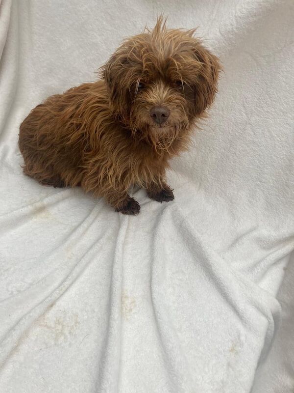 Yorkshire Terrier puppies for sale in Market Harborough, Leicestershire – 1 year old - Image 5 of 5