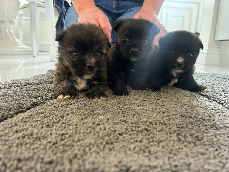 Yorkshire Terrier puppies for sale in Llanelli, Dyfed – 8 weeks old