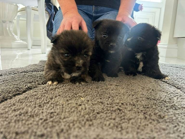Yorkshire terrier cross pomeranian puppies - Image 2 of 6