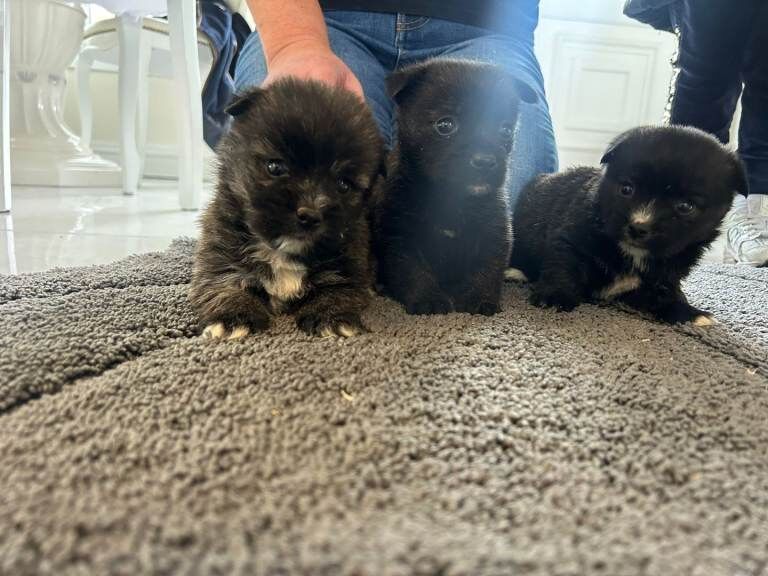 Yorkshire terrier cross pomeranian puppies - Image 3 of 6