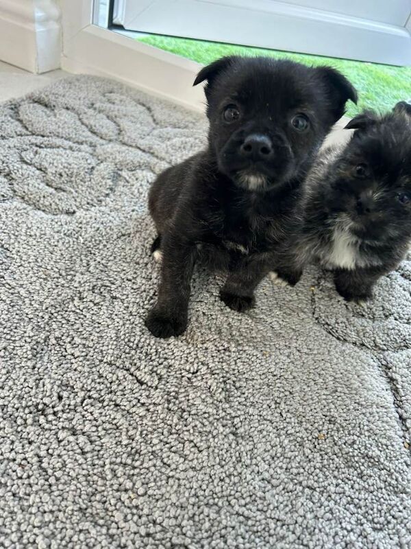 Yorkshire terrier cross pomeranian puppies - Image 4 of 6