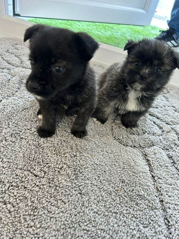 Yorkshire terrier cross pomeranian puppies - Image 5 of 6