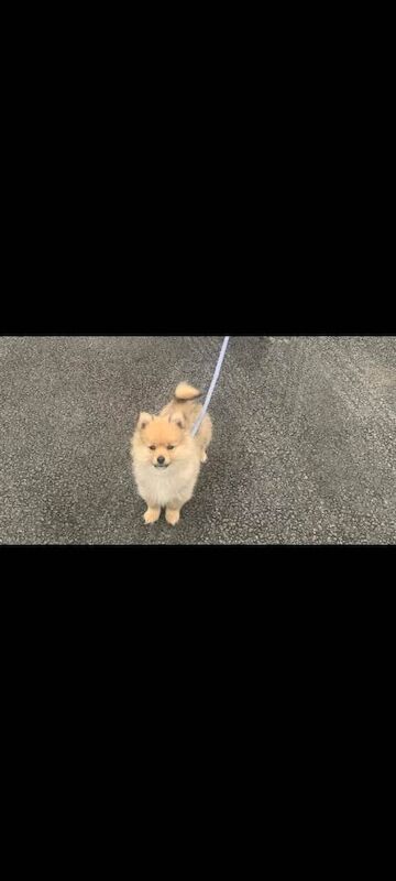 Yorkshire terrier cross pomeranian puppies - Image 6 of 6